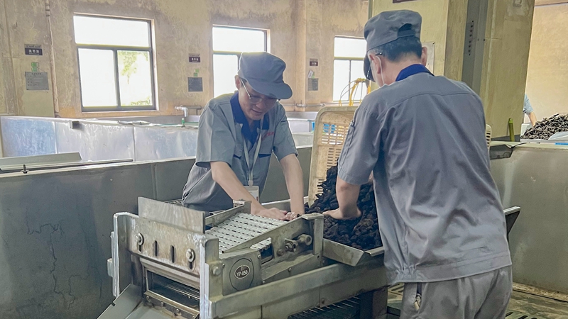 【匠心浙農】中藥生産的排頭兵——景嶽堂員工汪濤八年三崗專注中藥工藝攻堅